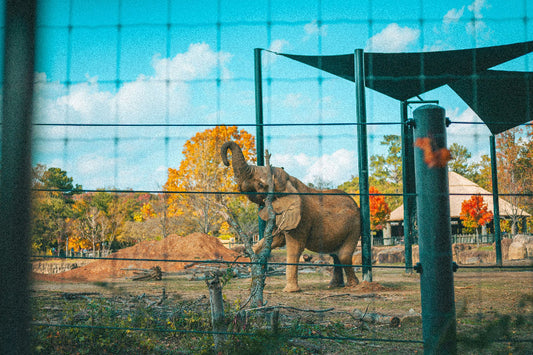 Zoologischer Garten