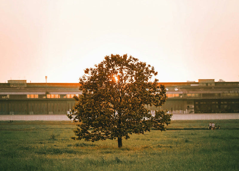 Einzelner Baum bei Sonnenuntergang auf dem Tempelhofer Feld. 