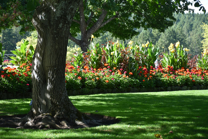 Foto von einem gepflegten abschnitt in den Garten der Welt mit Baum, wiese und Büschen. 