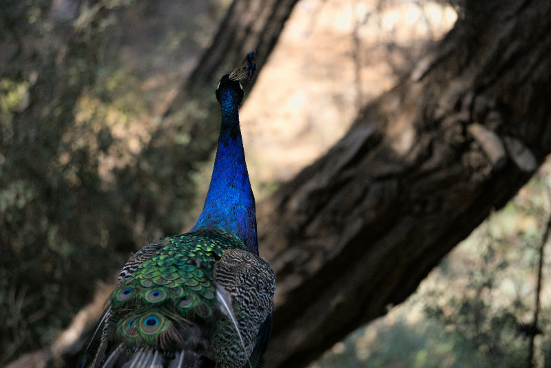 Pfau von Hinten mit Gefieder auf der Berliner Pfaueninsel. 