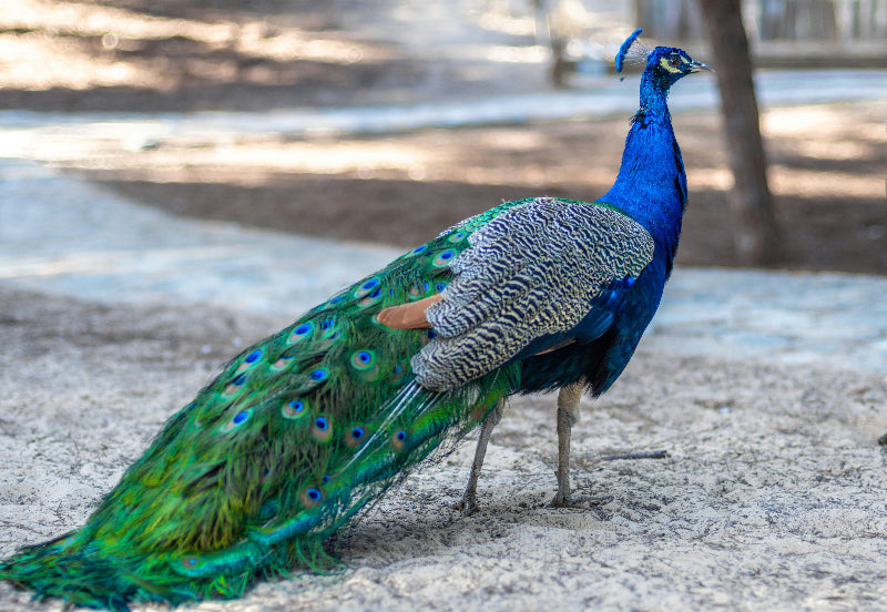 Blauer Pfau auf Sand auf der Pfaueninsel Berlin. 