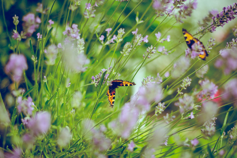 Foto von bunten Blumen und Schmetterlingen. 