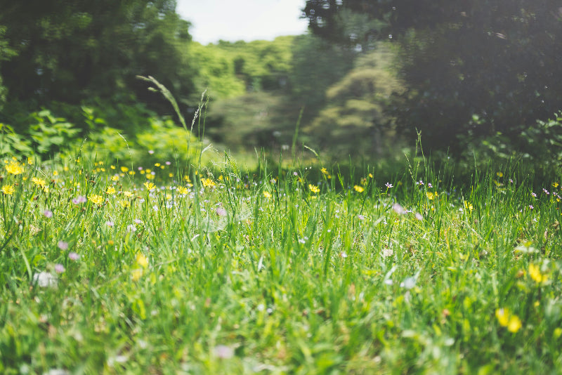 Foto von einer blühenden Blumenwiese in Berlin, Gärten der Welt. 