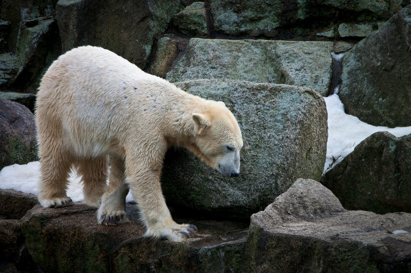 Foto vom Eisbär im Gehege vom Zoologischen Garten Berlin.
