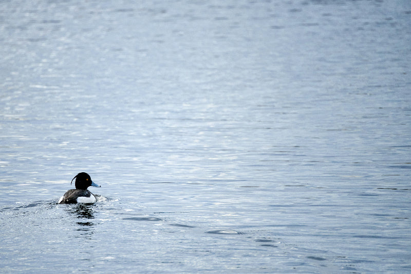 Foto einer Ente auf dem Berliner Weißsensee. 