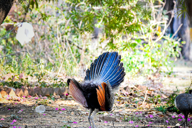 Bunter farbiger Pfau auf der Pfaueninsel auf einem Spazierweg. 
