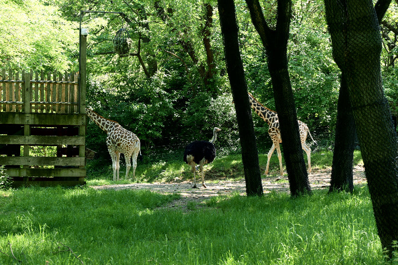 Giraffen und Sträuße im Gehege des Berliner Zoos.