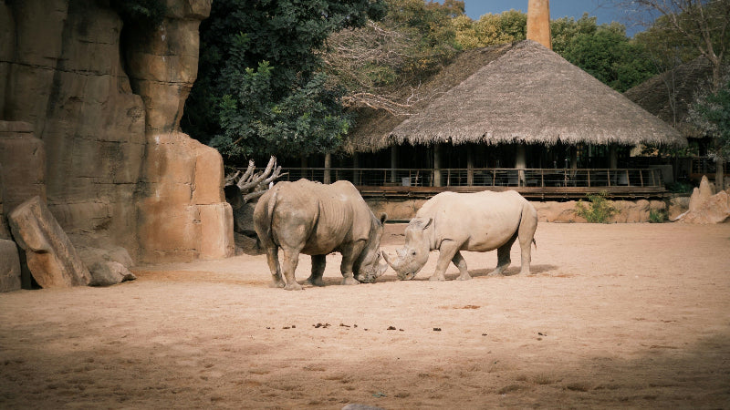 Foto von zwei Nashörnern im Berliner Zoologischer Garten. 