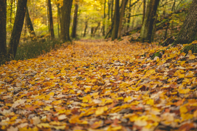 Waldweg voller orangenen Blätter im Herbst auf der Pfaueninsel. 