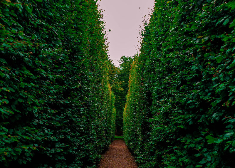 Foto vom Irrgarten in den Gärten der Welt. 