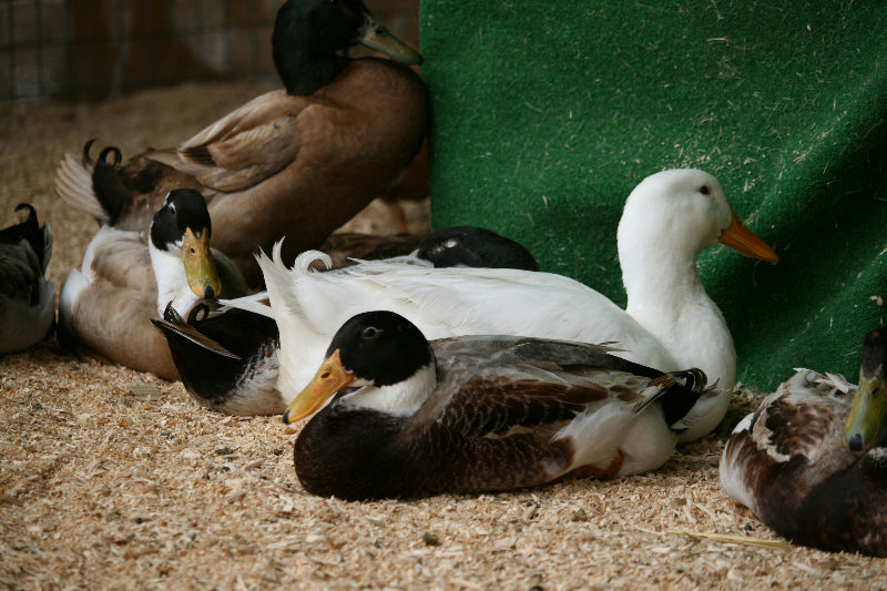 Foto von Enten auf einem Bio-Baunernhof für Kinder in Berlin