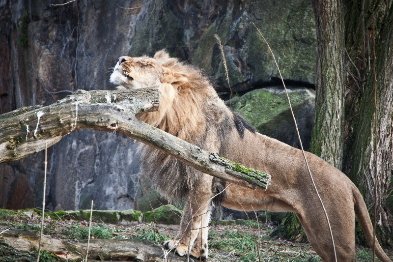 Löwe mit voller Mähne an einem Baum und im Hintergrund große Steine. 