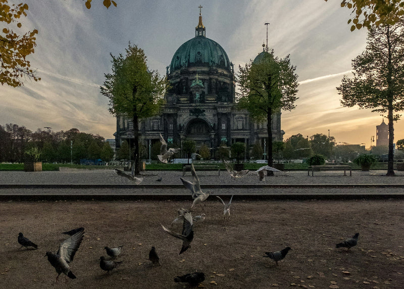 Vögel im Lustgarten mit Berliner Dom im Hintergrund. 