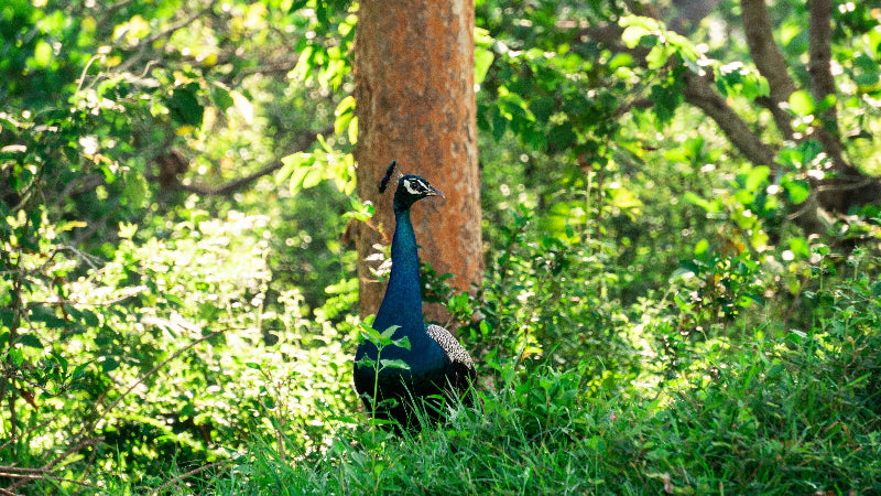 Pfau im Wald zwischen Bäumen auf der Berliner Pfaueninsel. 