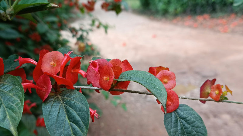 Foto von einer rot-blühenden Pflanze auf einem Gehweg in den Gärten der Welt. 