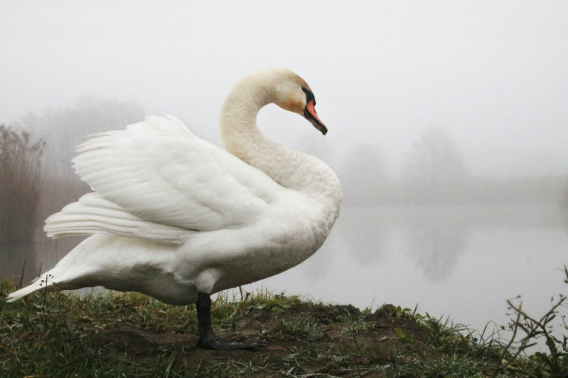 Weißer Schwan am Ufer des Weißen Sees Berlin