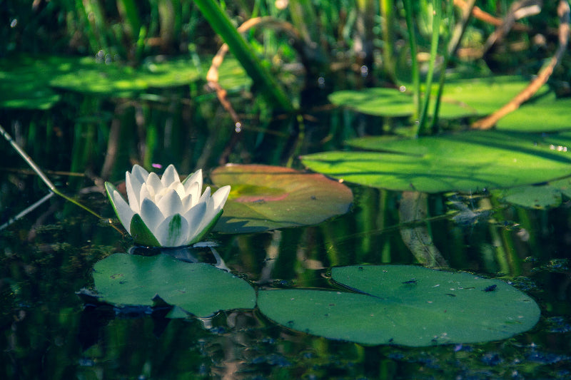 Foto von weißen Seerosen im Spreewald bei Berlin. 