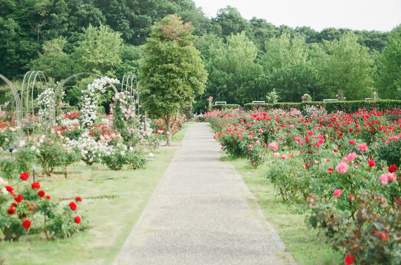 Foto von einem Weg zum Spazieren in den Gärten der Welt voller Blumen und Bäumen. 