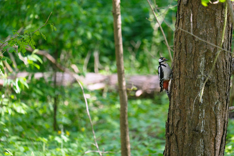 Bunter Specht auf einem Baum auf der Berliner Pfaueninsel. 
