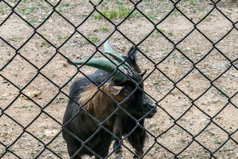 Steinbock hinter einem Zaun im Berliner Zoo. 
