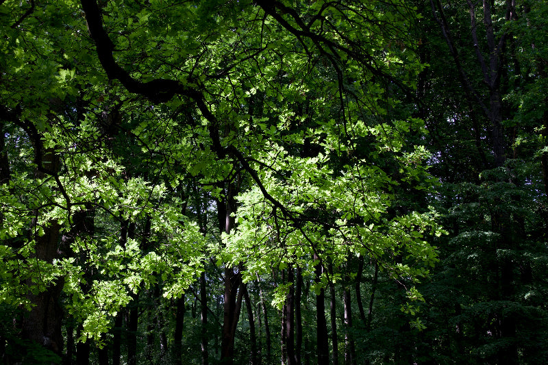 Grüner Tiergarten in West-Berlin