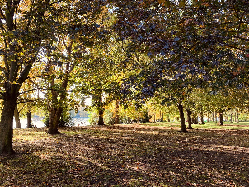 Foto von einem Waldstück im Volkspark Friedrichshain. 