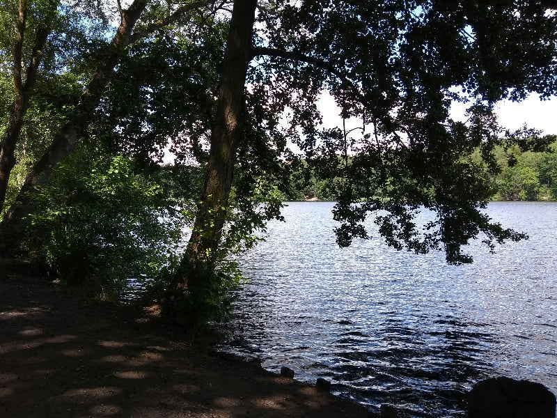 Ufer mit Eichen und Wasser auf der Berliner Pfaueninsel. 