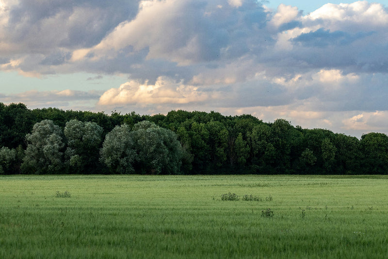 Foto von einer grünen Wiese und einem großen Waldstück im Hintergrund. 