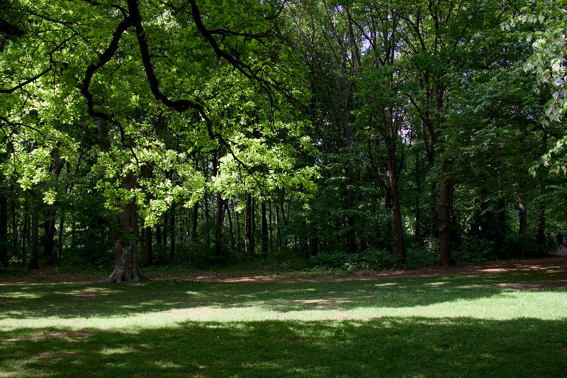 Grünes Waldgebiet auf der Berliner Pfaueninsel mit vielen Eichen. 