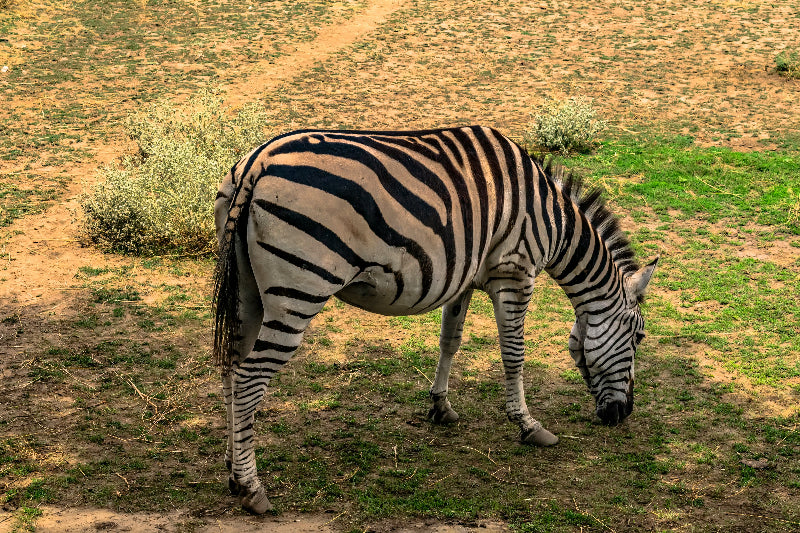 Foto von einem Zebra im Gehege im Berliner Zoo. 