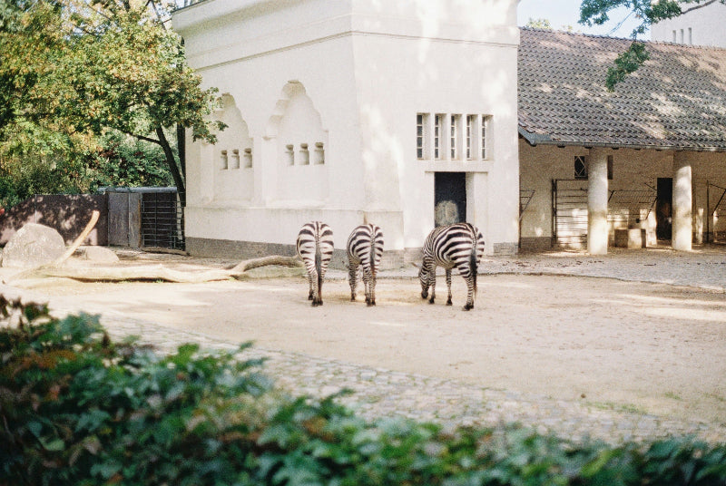 3 Zebras im Zebragehege im Berliner Zoo in West-Berlin. 