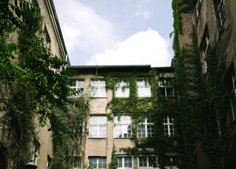 Stark bewachsene Hauswand im Hinterhof im Nikolaiviertel