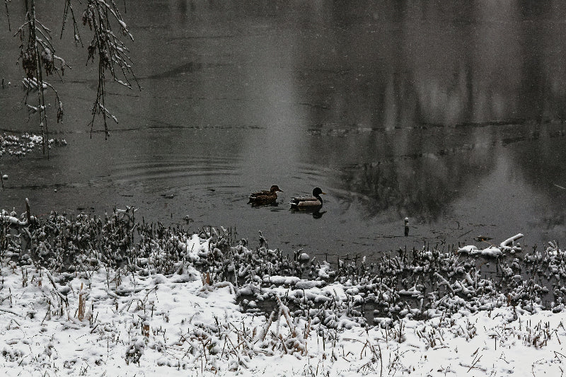 2 Enten bei Winter am Ufer des weißen Sees. 