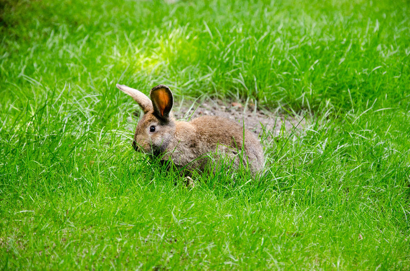 Hase auf grüner Wiese auf der Pfaueninsel. 