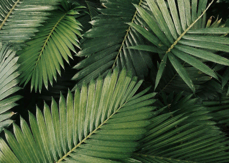 Foto von Palmenblättern im balinesischen Garte, Berlin. 