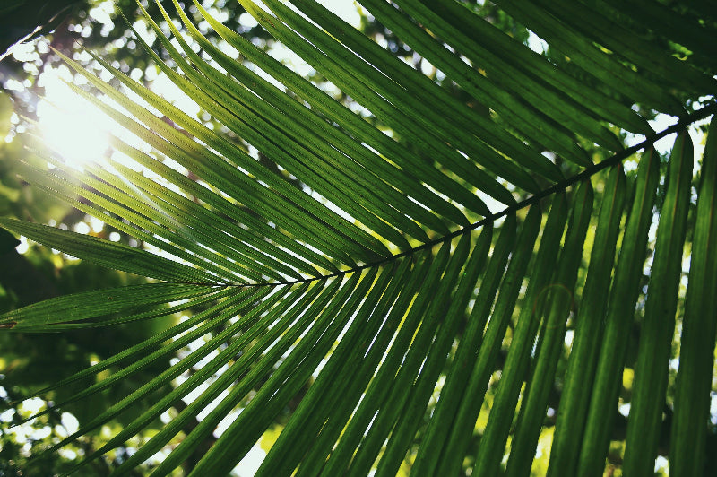 Grünes Palmenblatt durch welches der Sonnenschein fällt