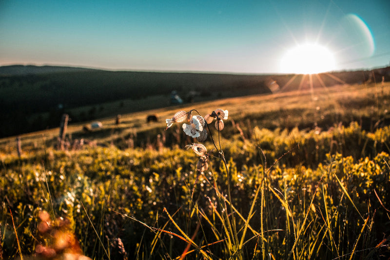 Foto von einem Feld mit Blumen in einem Park in Berlin
